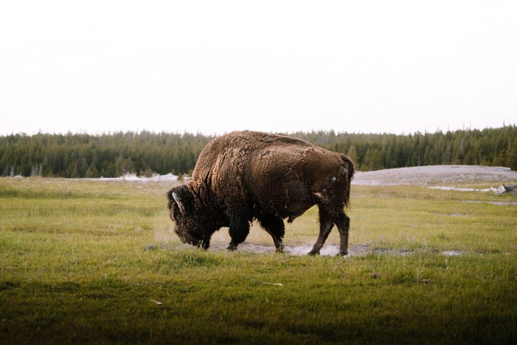 Day 2 Yellowstone National Park 2