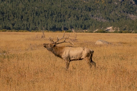 Day 3 – Drive to Rocky Mountain National Park 5