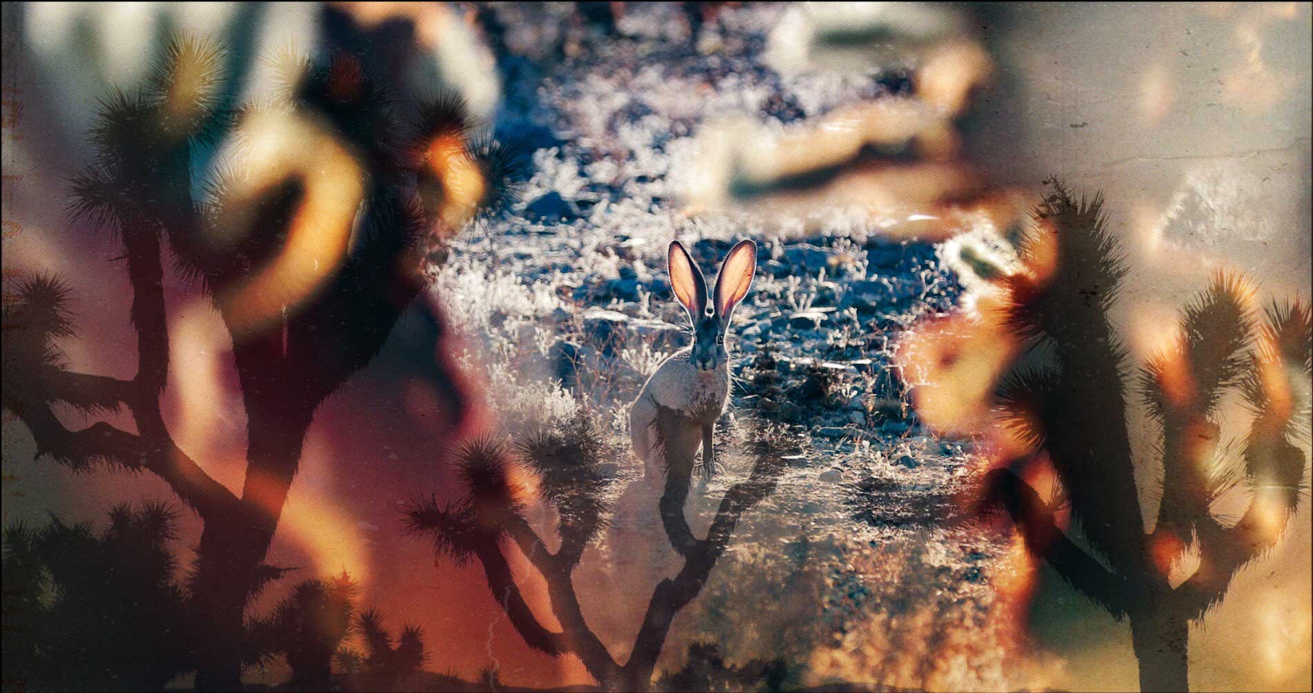 Jon Killz trippy Joshua Tree rabbit