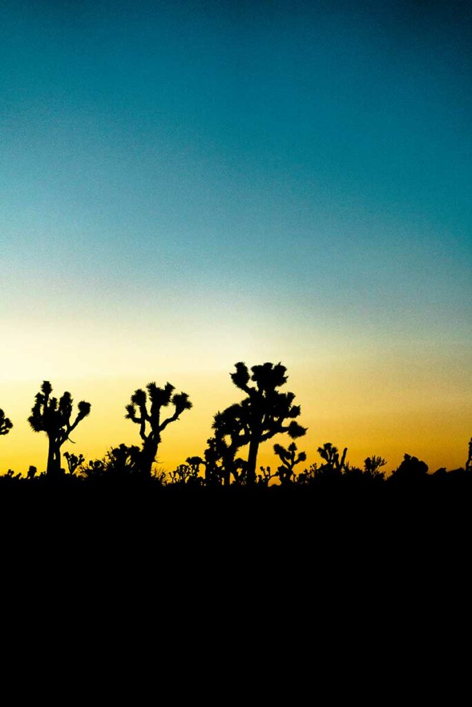 Joshua Trees at sunrise