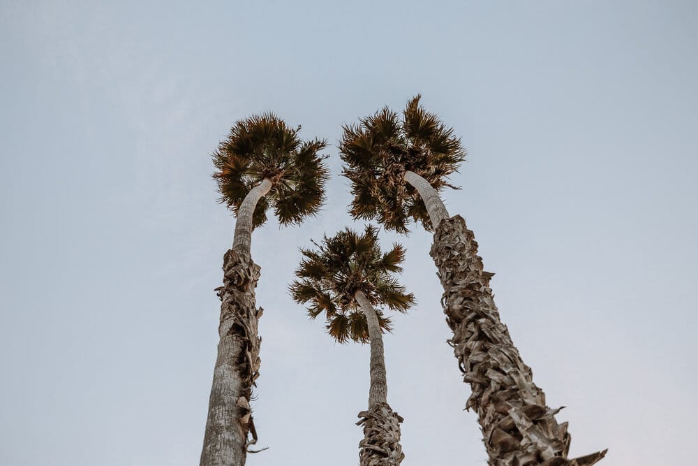 Perfect 2 Week Road Trip Itinerary for the California Coast California Palms