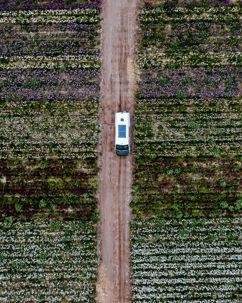 Perfect 2 Week Road Trip Itinerary for the California Coast Lompoc Flower Fields 2