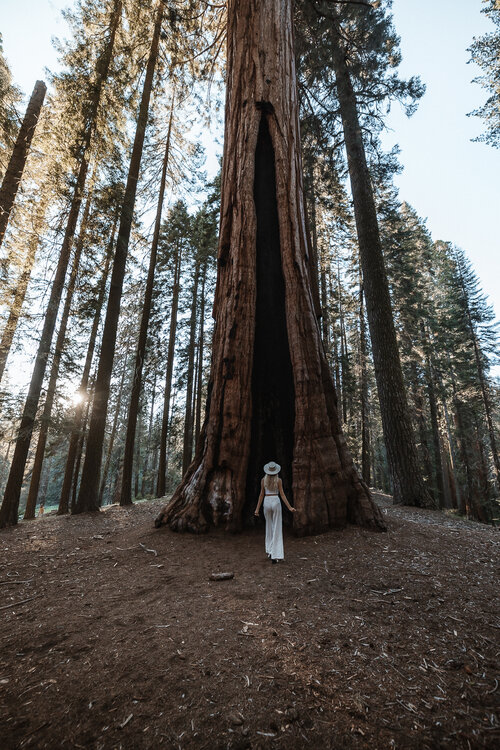 Perfect 2 Week Road Trip Itinerary for the California Coast Sequoia National Park 2